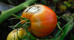 Çürüyen domates nasıl değerlendirilir?