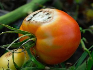 Çürüyen domates nasıl değerlendirilir? Çürüyen domates nasıl değerlendirilir?