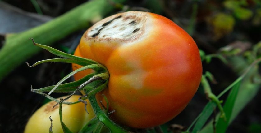 Çürüyen domates nasıl değerlendirilir? Çürüyen domates nasıl değerlendirilir?