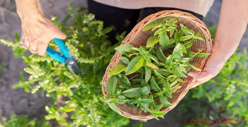 En iyi verim bu bitkilerden alınıyor