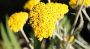 Her derde deva: Civanperçemi