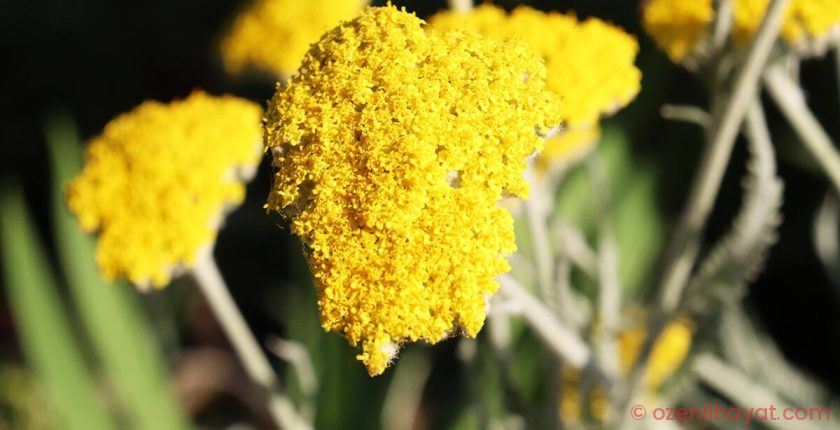 Her derde deva: Civanperçemi Her derde deva: Civanperçemi