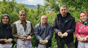 Kalbi koruyor, safra taşını önlüyor, antioksidan deposu: Hasadı erken başladı kilosu 150 TL! Kalbi koruyor, safra taşını önlüyor, antioksidan deposu: Hasadı erken başladı kilosu 150 TL!