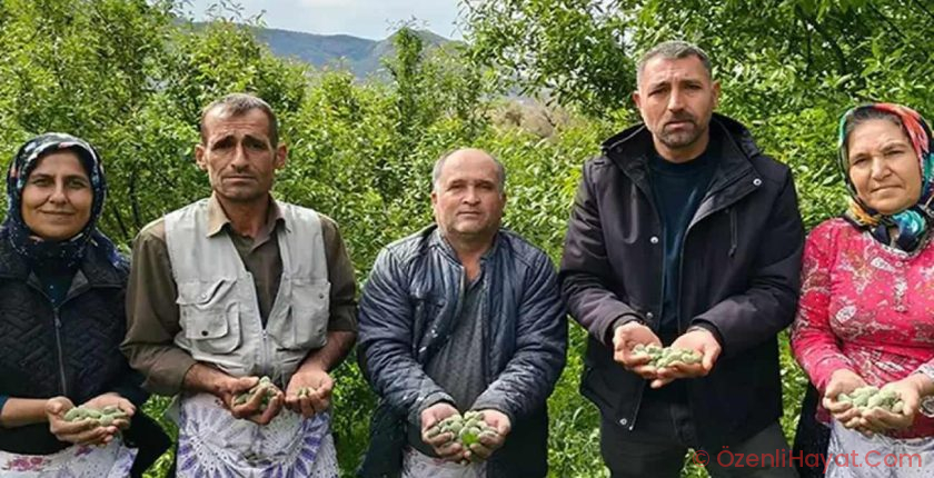 Kalbi koruyor, safra taşını önlüyor, antioksidan deposu: Hasadı erken başladı kilosu 150 TL! Kalbi koruyor, safra taşını önlüyor, antioksidan deposu: Hasadı erken başladı kilosu 150 TL!