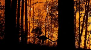 AVUSTRALYA YANGININA NASIL YARDIMDA BULUNABİLİRSİNİZ?