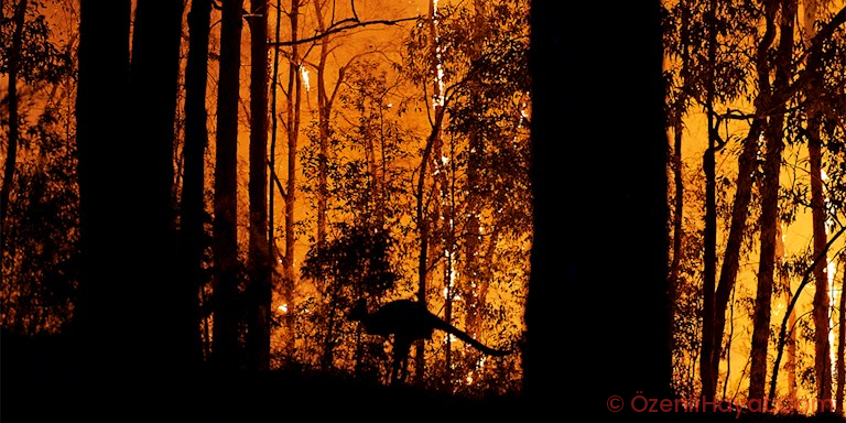 AVUSTRALYA YANGININA NASIL YARDIMDA BULUNABİLİRSİNİZ? AVUSTRALYA YANGININA NASIL YARDIMDA BULUNABİLİRSİNİZ?