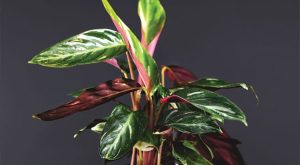 Burcunuzun çiçeği hangisi merak ediyor musunuz?