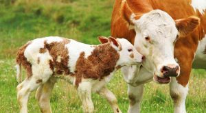 Buzağının merhameti herkesi duygulandırdı: Bağlı olan annesine yemek taşıdı! Buzağının merhameti herkesi duygulandırdı: Bağlı olan annesine yemek taşıdı!