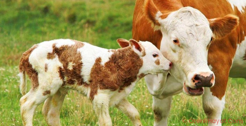Buzağının merhameti herkesi duygulandırdı: Bağlı olan annesine yemek taşıdı!