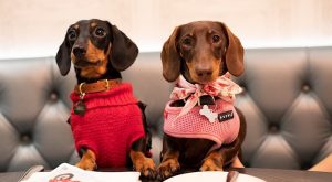 CORONA VİRÜS SALGINI MÜDDETİNCE HAYVANLARA NASIL YARDIM EDEBİLİRİZ?