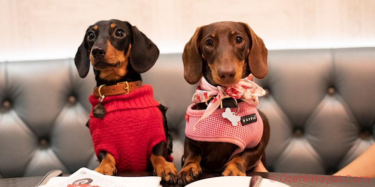 CORONA VİRÜS SALGINI MÜDDETİNCE HAYVANLARA NASIL YARDIM EDEBİLİRİZ?