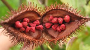 Daha evvel hiç ruj meyvesini duymuş muydunuz?