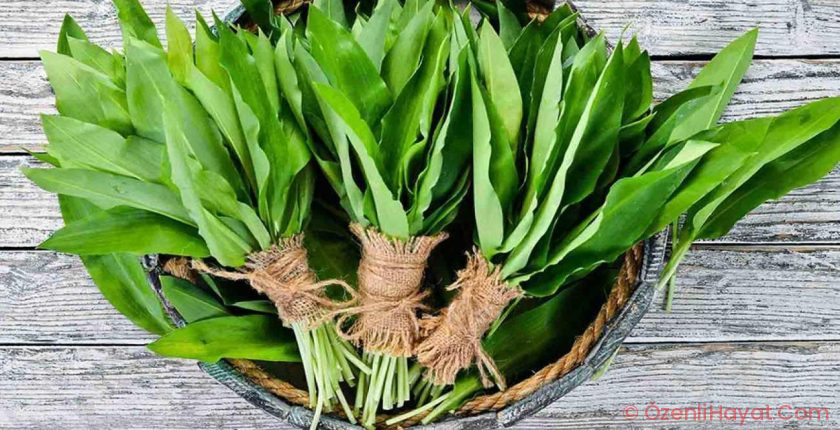 Dik yamaçlardan binbir zahmetle toplanıyor! Şifa kaynağı olarak görülüyor