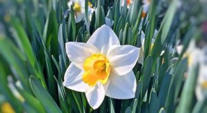 Fiyatı öteki sabunlara oranla kıymetli olan nergis sabunu ne işe fayda?