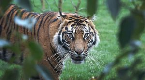 GOOGLE SAFARİYİ MESKENE TAŞIYOR!