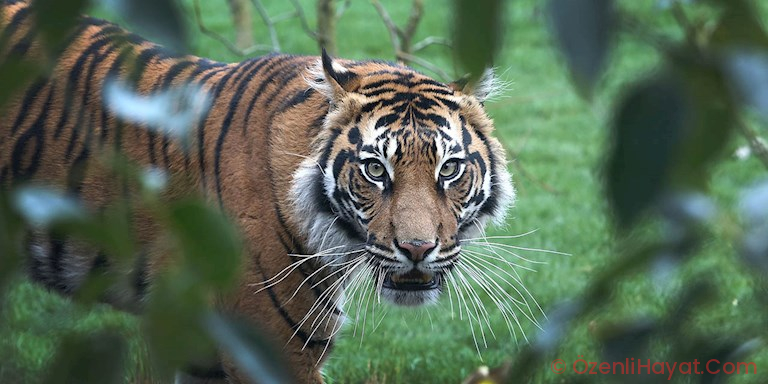 GOOGLE SAFARİYİ MESKENE TAŞIYOR!