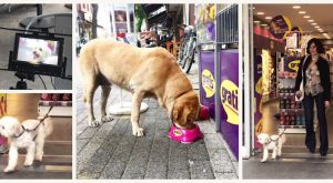 GRATIS VE GONCA VUSLATERİ HAYVANLARI MUHAFAZA GÜNÜ’NE ÖZEL PROJEDE BULUŞTU