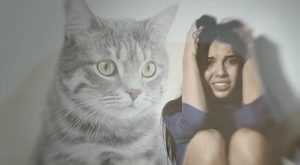Kedi fobisi nedir?