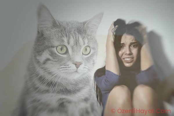 Kedi fobisi nedir?