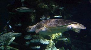 KUŞAĞI TÜKENMEKTE OLAN DENİZ KAPLUMBAĞALARININ ÖZGÜRLÜĞÜ