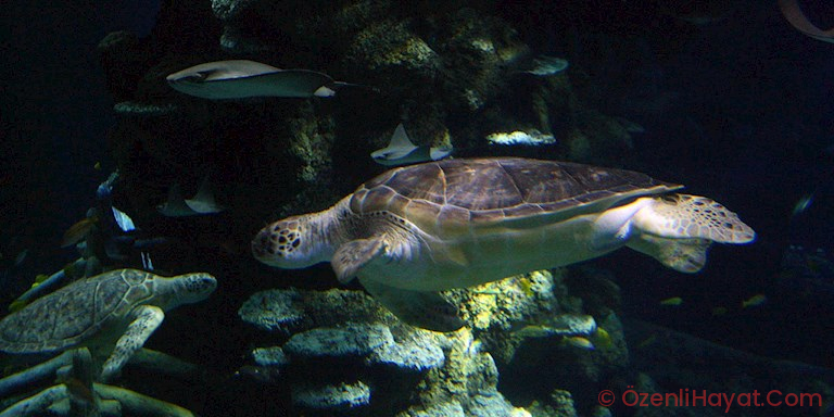 KUŞAĞI TÜKENMEKTE OLAN DENİZ KAPLUMBAĞALARININ ÖZGÜRLÜĞÜ