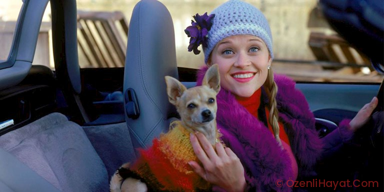 LEGALLY BLONDE 3 GELİYOR! LEGALLY BLONDE 3 GELİYOR!