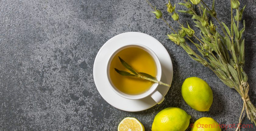 MUCİZEVİ BİTKİ: ADAÇAYI