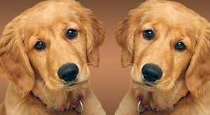 Şaşırtan lakin gerçek: Evcil hayvan klonlama sektörü!