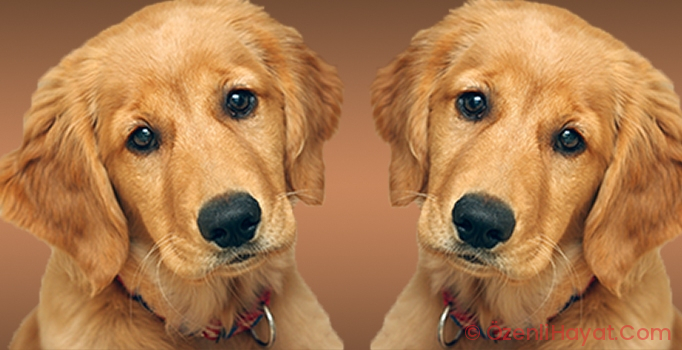 Şaşırtan lakin gerçek: Evcil hayvan klonlama sektörü!