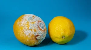 Taze limonları çabucak tanımak için 3 numara