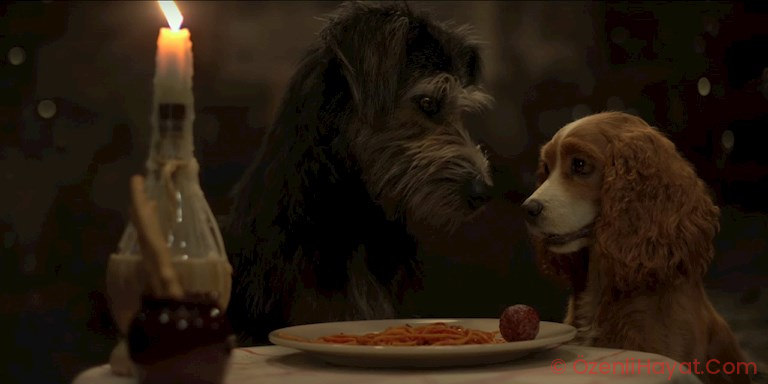 ‘THE LADY AND THE TRAMP’ SİNEMASININ BİRİNCİ FRAGMANI ‘THE LADY AND THE TRAMP’ SİNEMASININ BİRİNCİ FRAGMANI