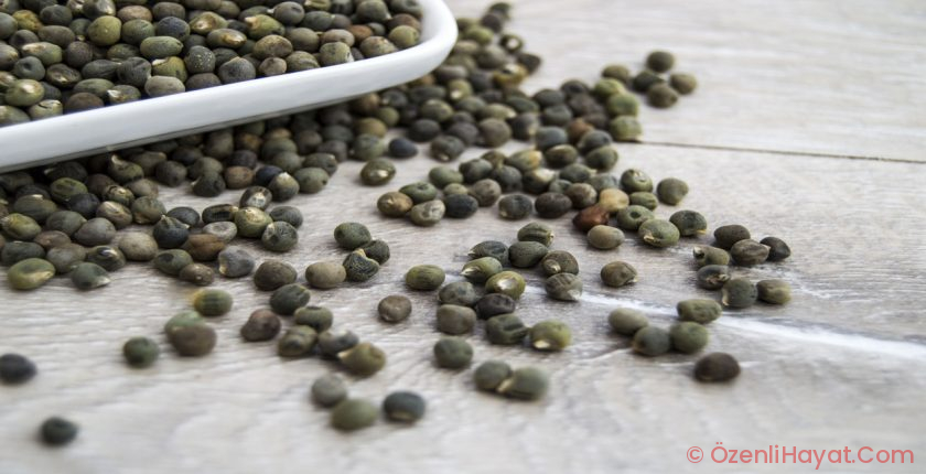 VİTAMİN VE MİNERAL ZENGİNİ: BAMYA TOHUMU