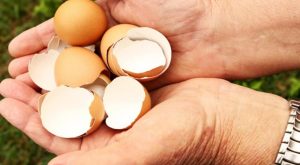 Yumurta kabuğu tüketimi trend oldu! Uzmanlar kıymetli ikazlarda bulundu