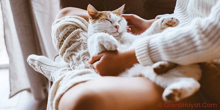 BİRİNCİ KERE KEDİ SAHİPLENENLER İÇİN 5 ALTIN KURAL BİRİNCİ KERE KEDİ SAHİPLENENLER İÇİN 5 ALTIN KURAL
