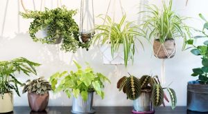 BİTKİLERE FISILDAYAN GREENHOUSE PROJECT İLE TANIŞIN