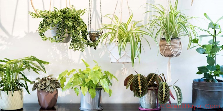 BİTKİLERE FISILDAYAN GREENHOUSE PROJECT İLE TANIŞIN BİTKİLERE FISILDAYAN GREENHOUSE PROJECT İLE TANIŞIN
