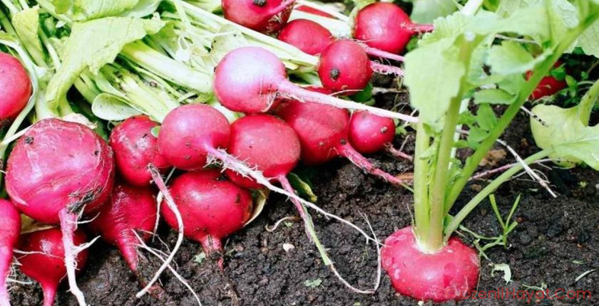 Pazar tezgahlarının beğenilen zerzevatı: Balla tüketince öksürüğü kökten bitiriyor! Pazar tezgahlarının beğenilen zerzevatı: Balla tüketince öksürüğü kökten bitiriyor!