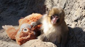 What the Internet Got Wrong About Punch, the Viral Baby Monkey What the Internet Got Wrong About Punch, the Viral Baby Monkey