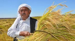 Türkiye’nin en bedelli pirinci: 7 yılda bir ekiliyor kilosu 350 liraya kadar çıkıyor