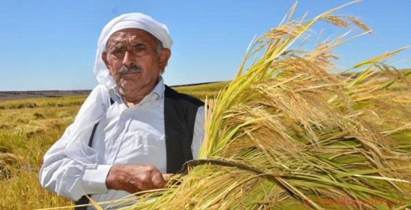 Türkiye’nin en bedelli pirinci: 7 yılda bir ekiliyor kilosu 350 liraya kadar çıkıyor Türkiye’nin en bedelli pirinci: 7 yılda bir ekiliyor kilosu 350 liraya kadar çıkıyor